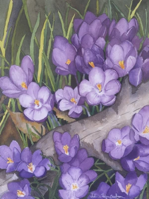 Crocus