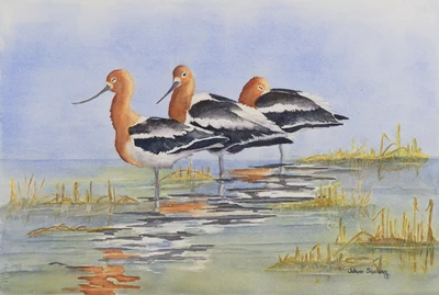 Avocet Trio