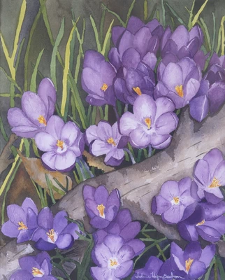 Crocus